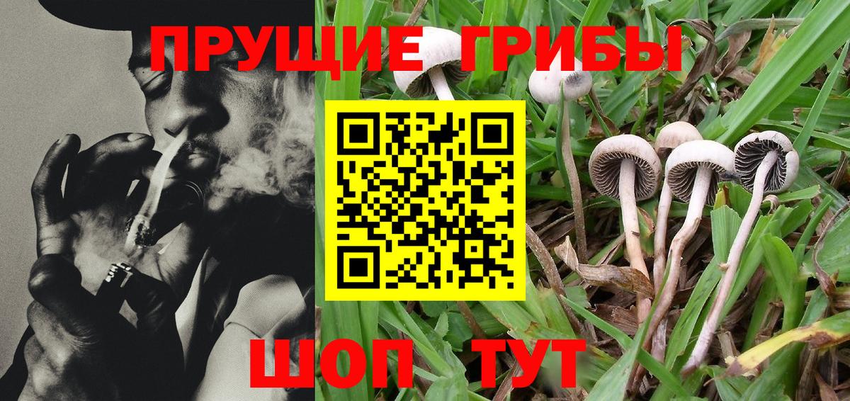 Псилоцибиновые грибы Cubensis Бердск